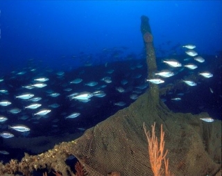 banco de peces.jpg